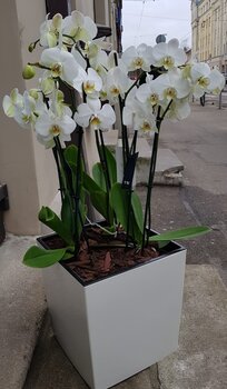 Orchids in a flower pot
